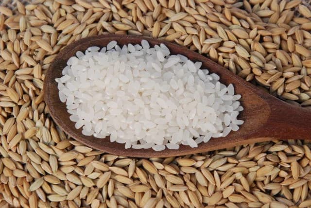 Panorama: Arroz para exportação chega a R$ 90 por saca no Rio Grande do Sul, aponta Federarroz