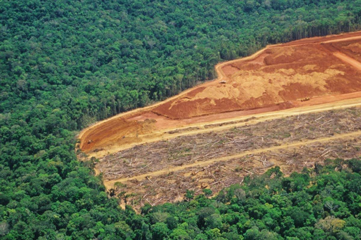 Fique por dentro: Desmatamento na Amazônia e no Cerrado atinge menor nível da série histórica