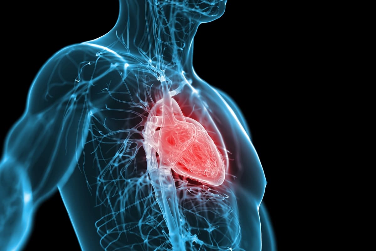 Atualização: Cardiologista explicas reais impactos da testosterona para o coração