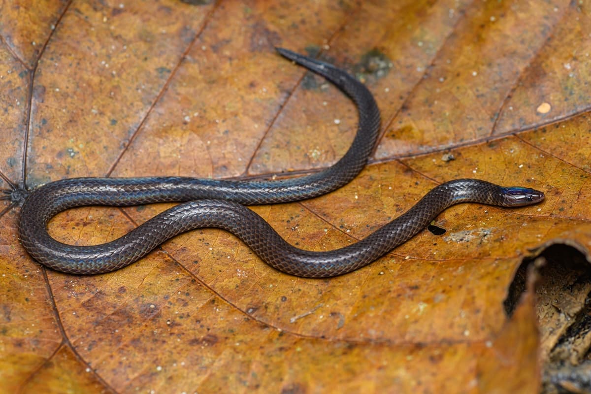 Entenda: Cientistas descobrem como cobra dá cambalhotas para fugir de predadores