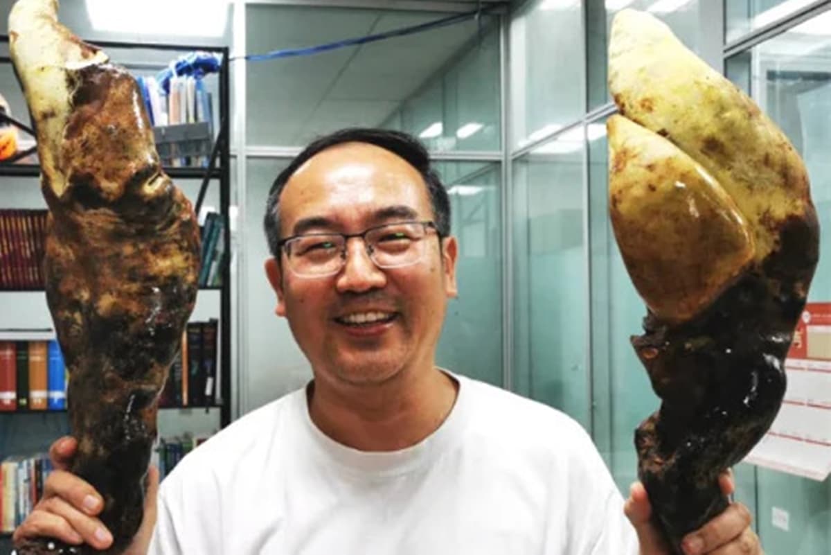 fungo ancestral do tamanho de cone de trânsito é achado na China — D-Rex