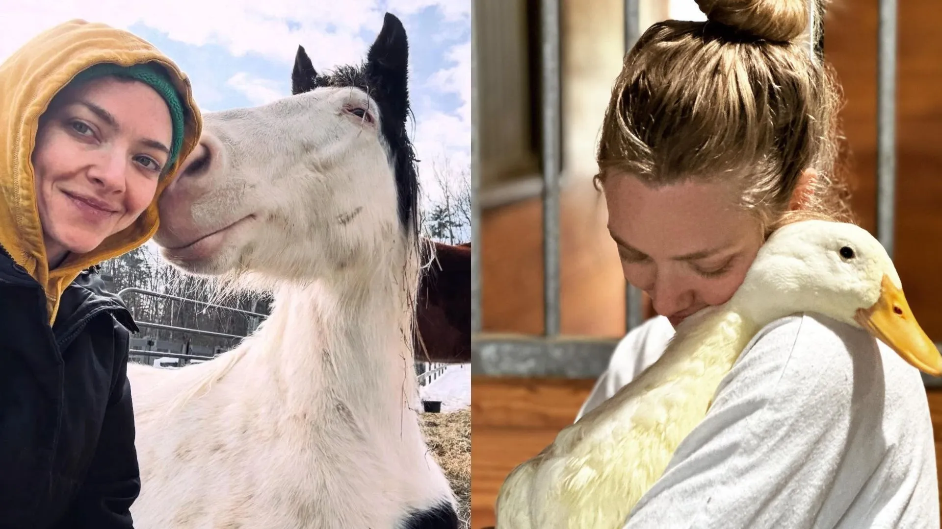Panorama: De Hollywood à vida no campo, Amanda Seyfried mantém fazenda que virou refúgio para animais resgatados