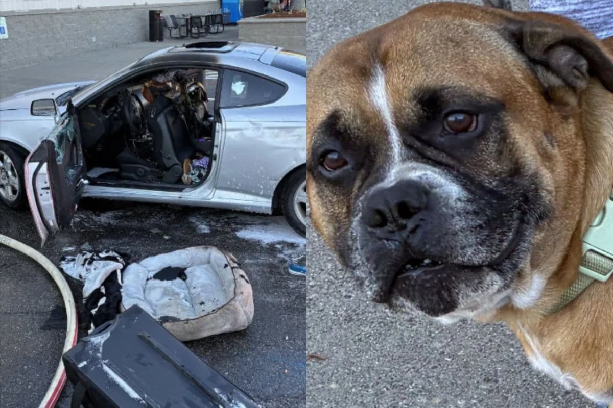 Atualização: Cão é resgatado de carro em chamas enquanto dono estava dentro de mercado
