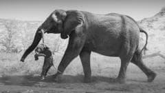 Região: O que as imagens de uma elefanta carregando um filhote morto revelam sobre o luto dos animais