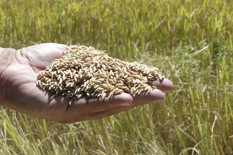 Entenda: Retorno da exigência de licencialmento vai encarecer custos do arroz, dizem entidades