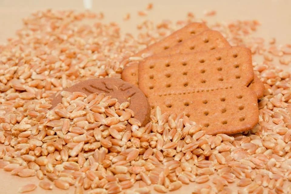 Fique por dentro: Embrapa testa cereal que pode substituir trigo e transformar indústria de biscoitos