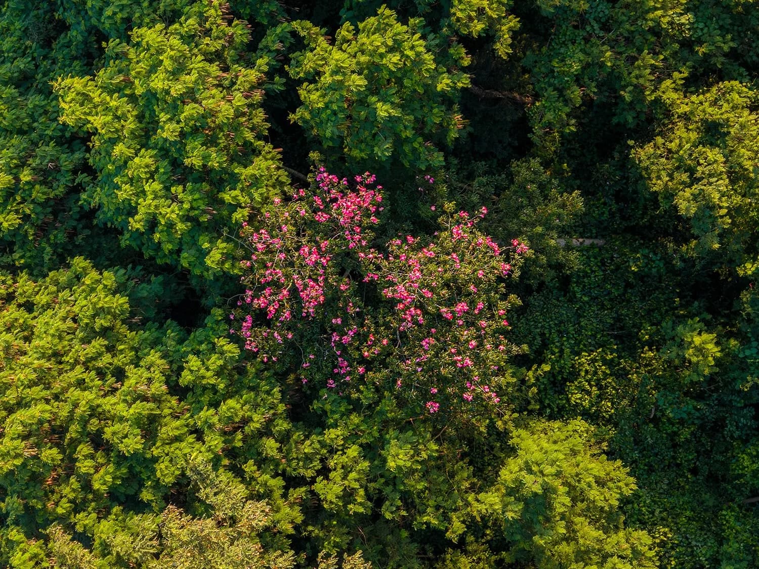 Região: Estudo da USP mostra que regeneração natural é o maior remédio contra espécies invasoras