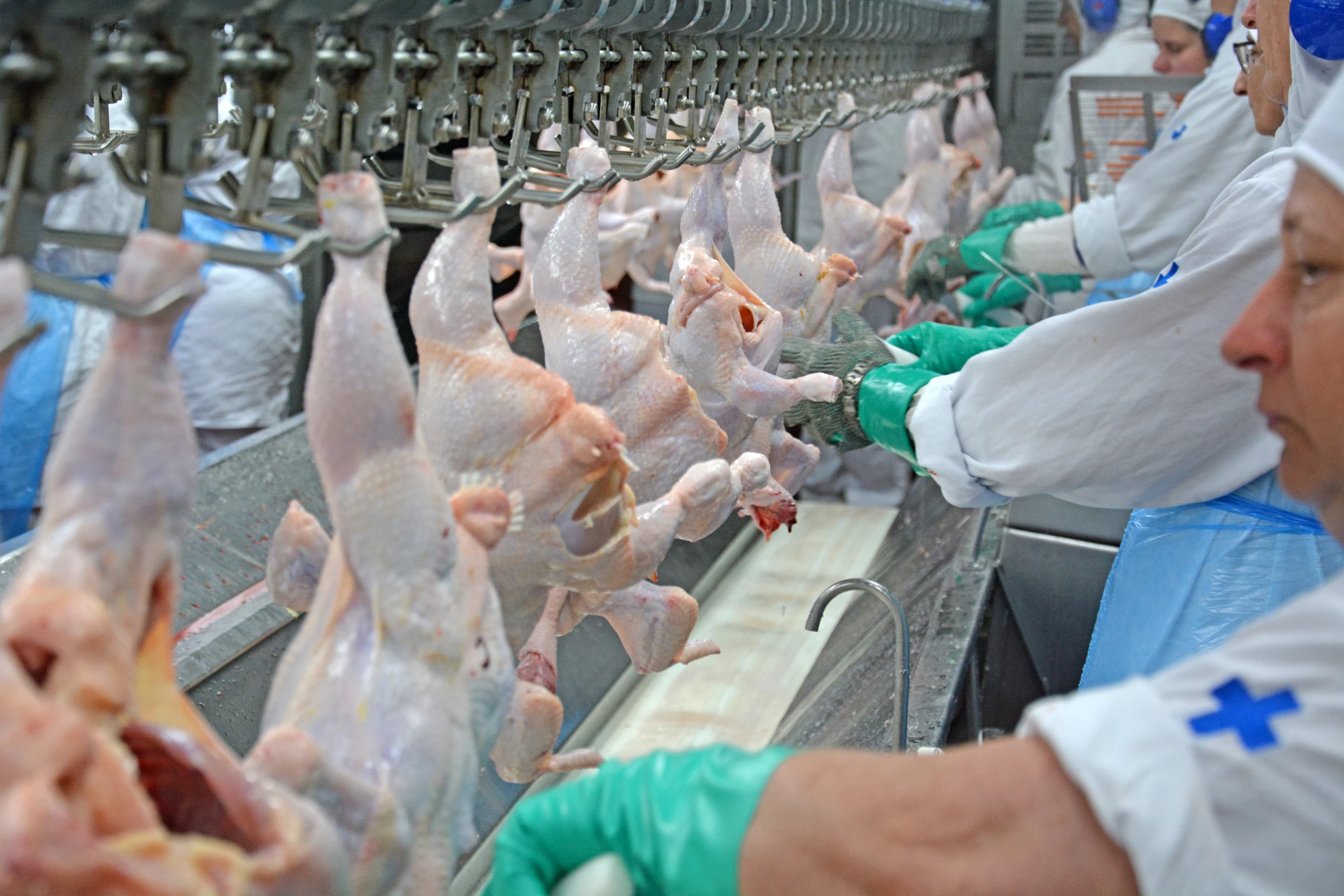 Atualização: Fim da escala 6×1 vai reduzir a disponibilidade de produtos no setor de aves e suínos, diz ABPA