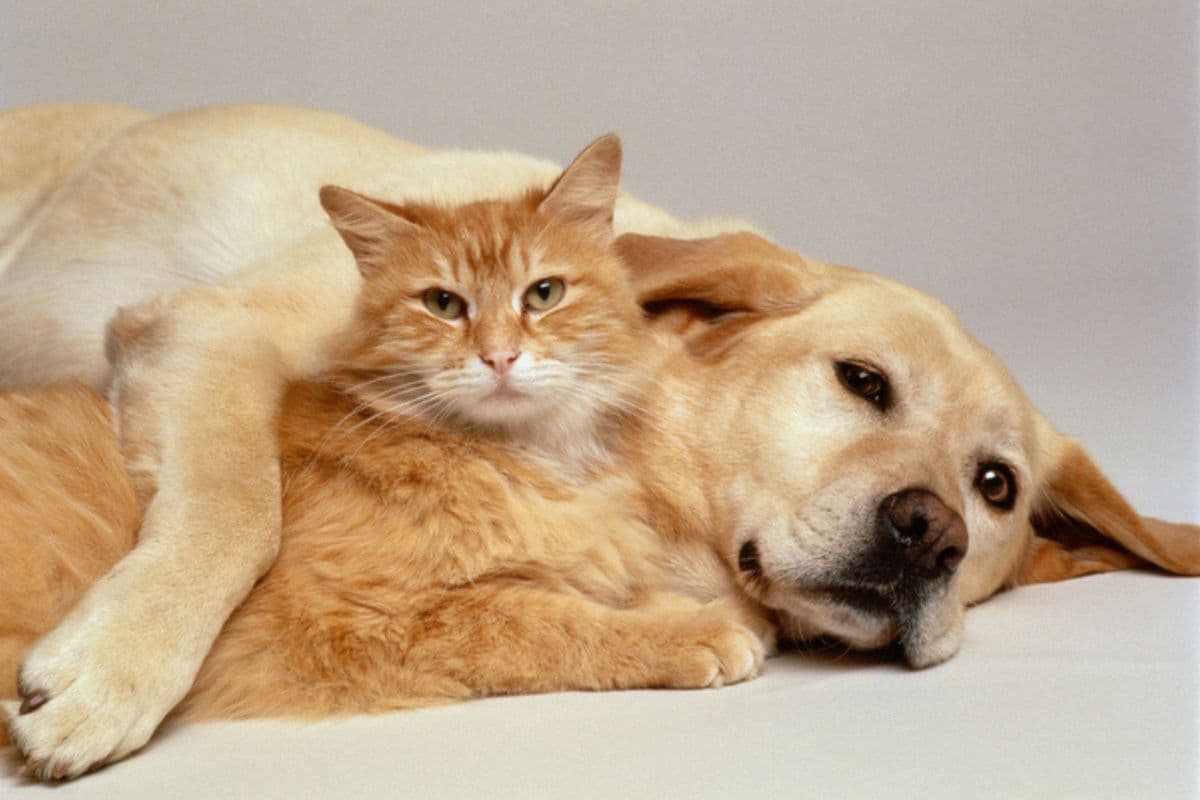 Atualização: Feira de adoção de cães e gatos acontece neste sábado em Contagem