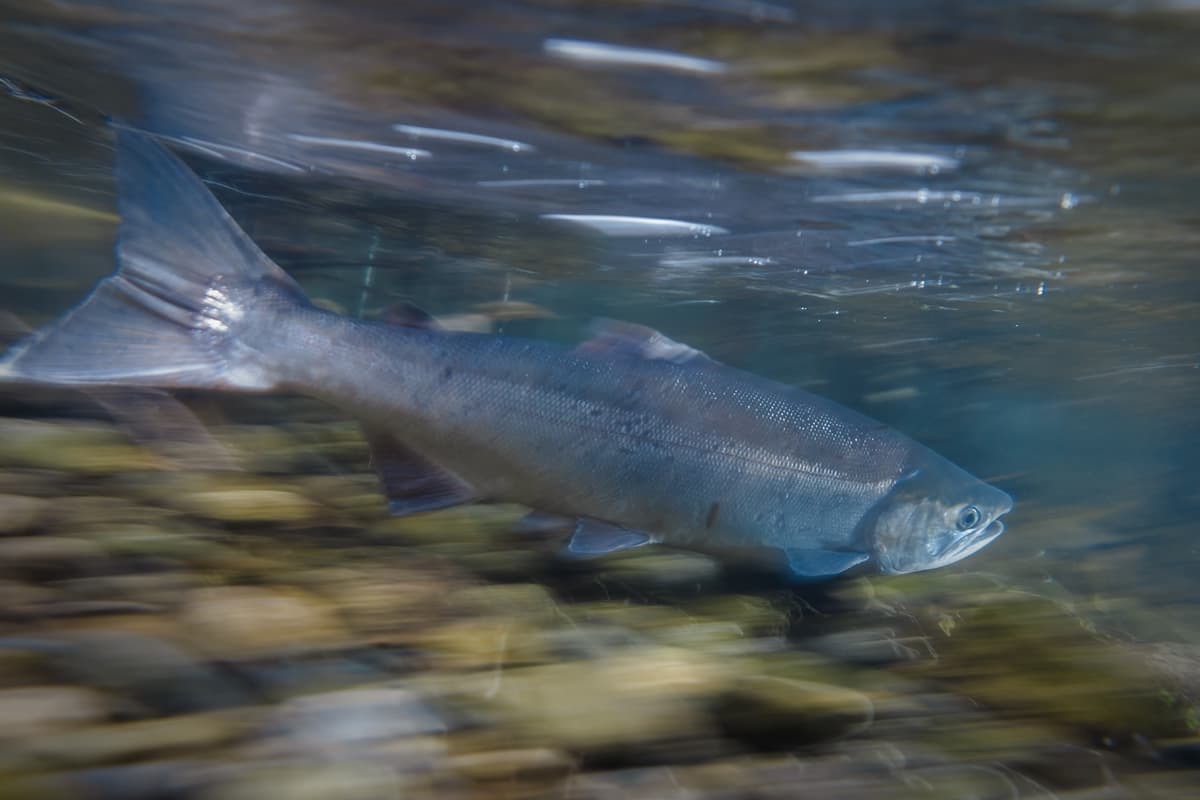 Panorama: Ciclo de vida e reprodução dos salmões podem transformar peixes em zumbis