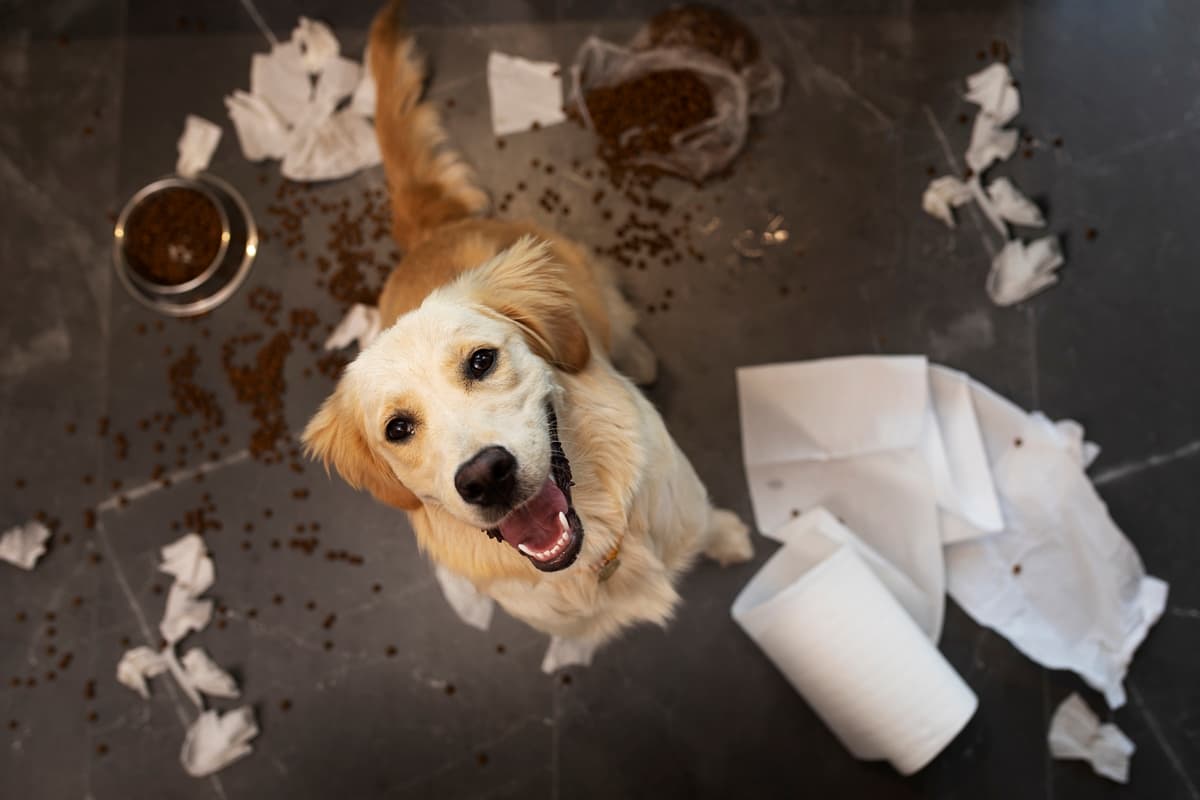 Entenda: Saiba por que cachorros amam brincar com lixo e como evitar esse hábito