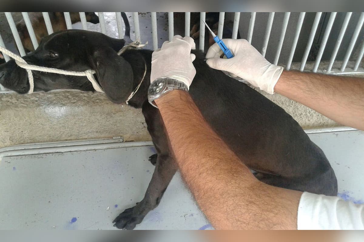 Panorama: Mais de 122 mil pets de Minas já têm cadastro nacional; veja como fazer