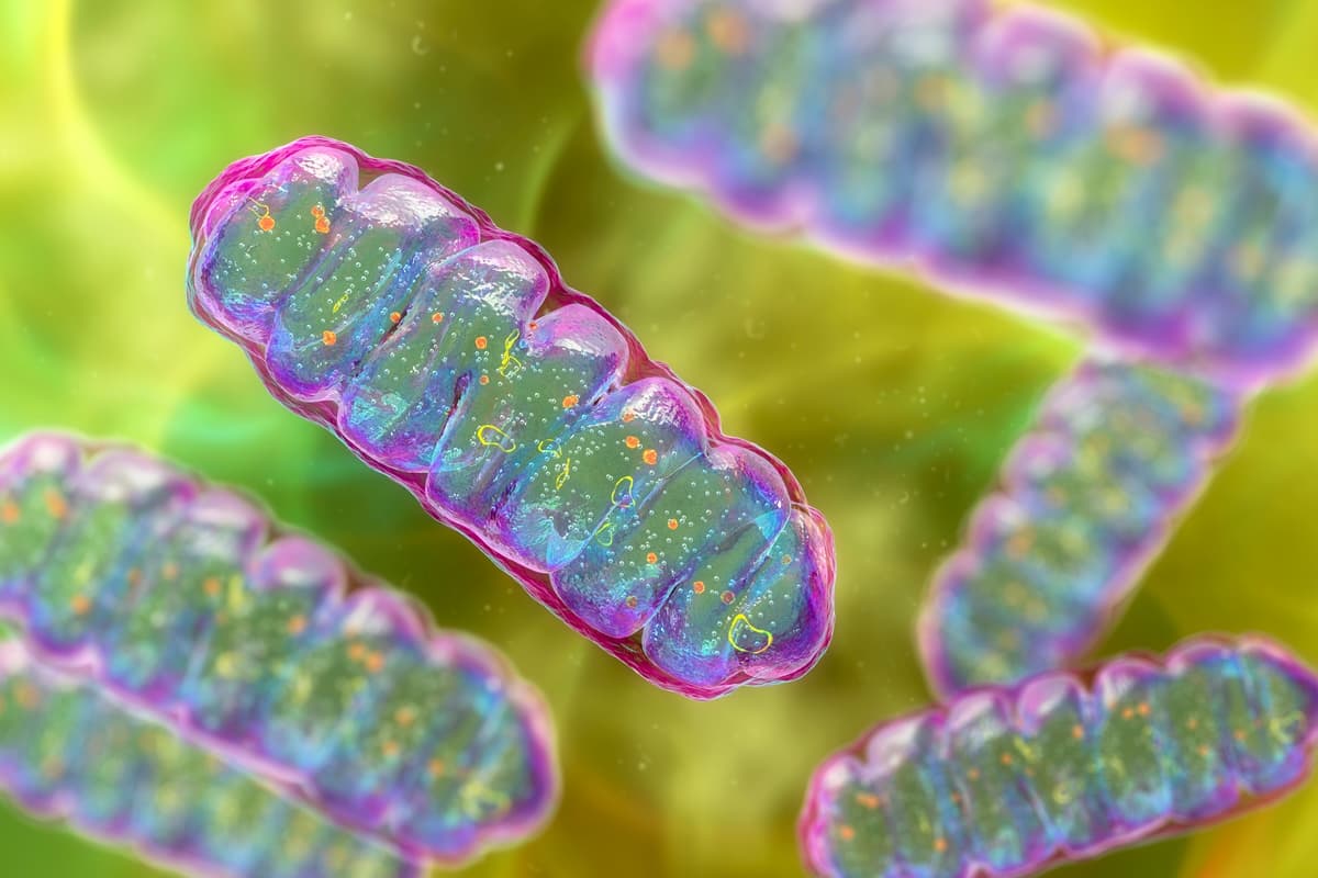 Fique por dentro: Proteína encontrada nos músculos pode ser novo alvo contra diabetes tipo 2