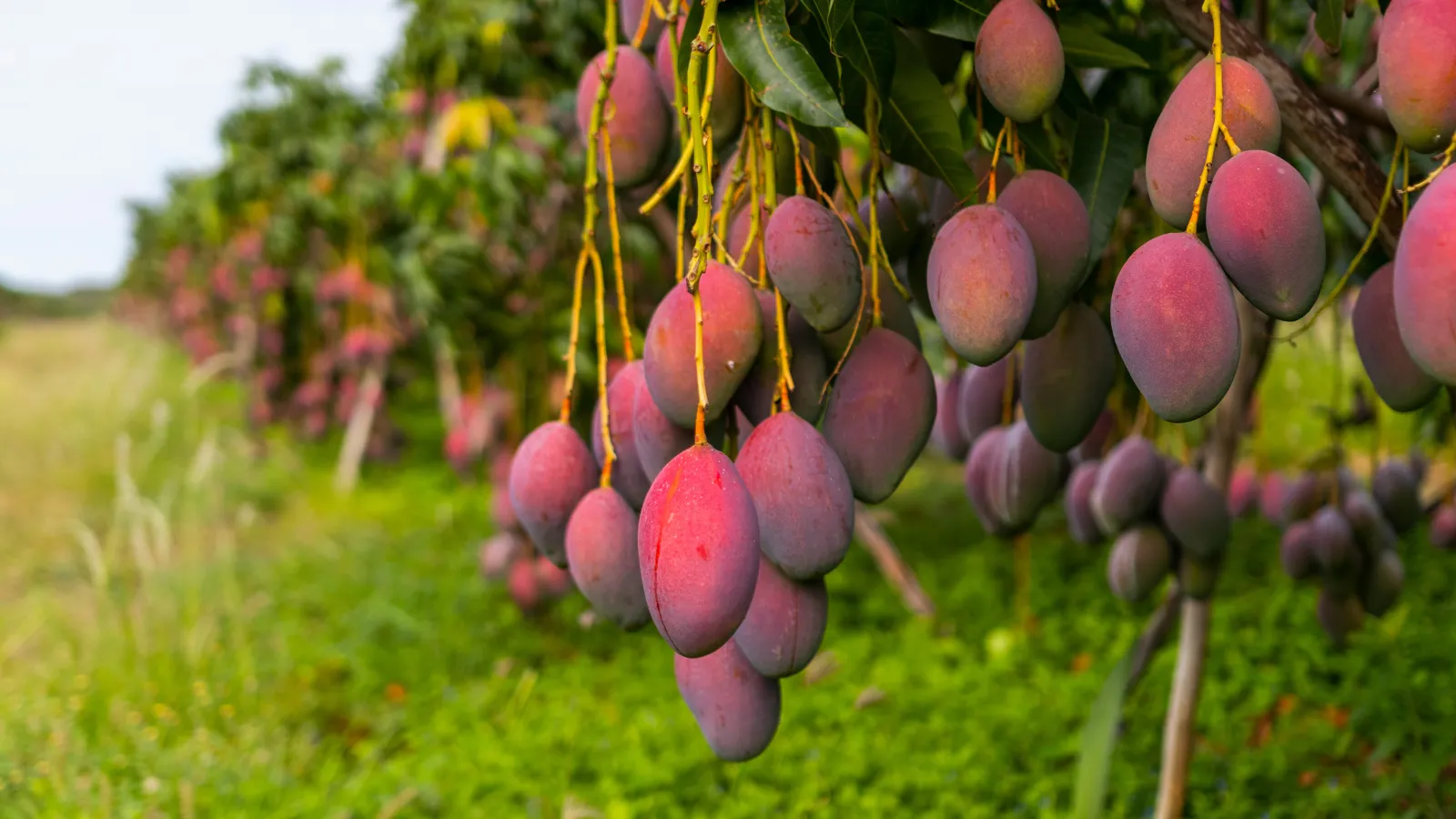 Fique por dentro: Irrigação transformou fruticultura, mas água continua no centro das preocupações