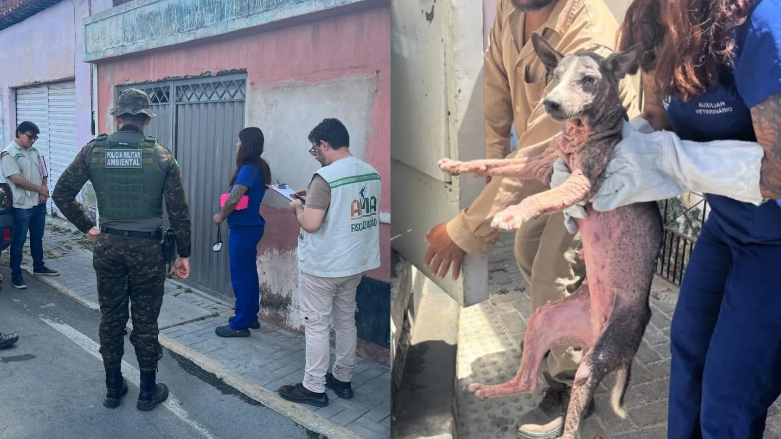 Polícia resgata 19 cães em situação de maus-tratos e encaminha à delegacia duas responsáveis pelos animais