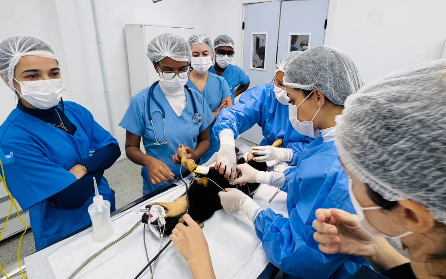 Universidade faz atendimentos gratuitos em cadelas e gatas em Salvador — Outubro Rosa Pet