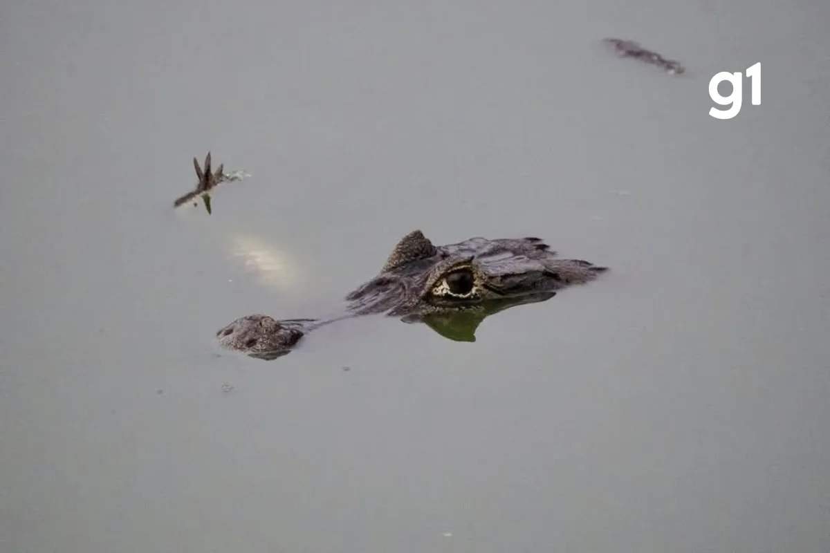 jacaré é flagrado com corpo de outro na boca no Pantanal de MT; biólogo explica canibalismo — VÍDEO