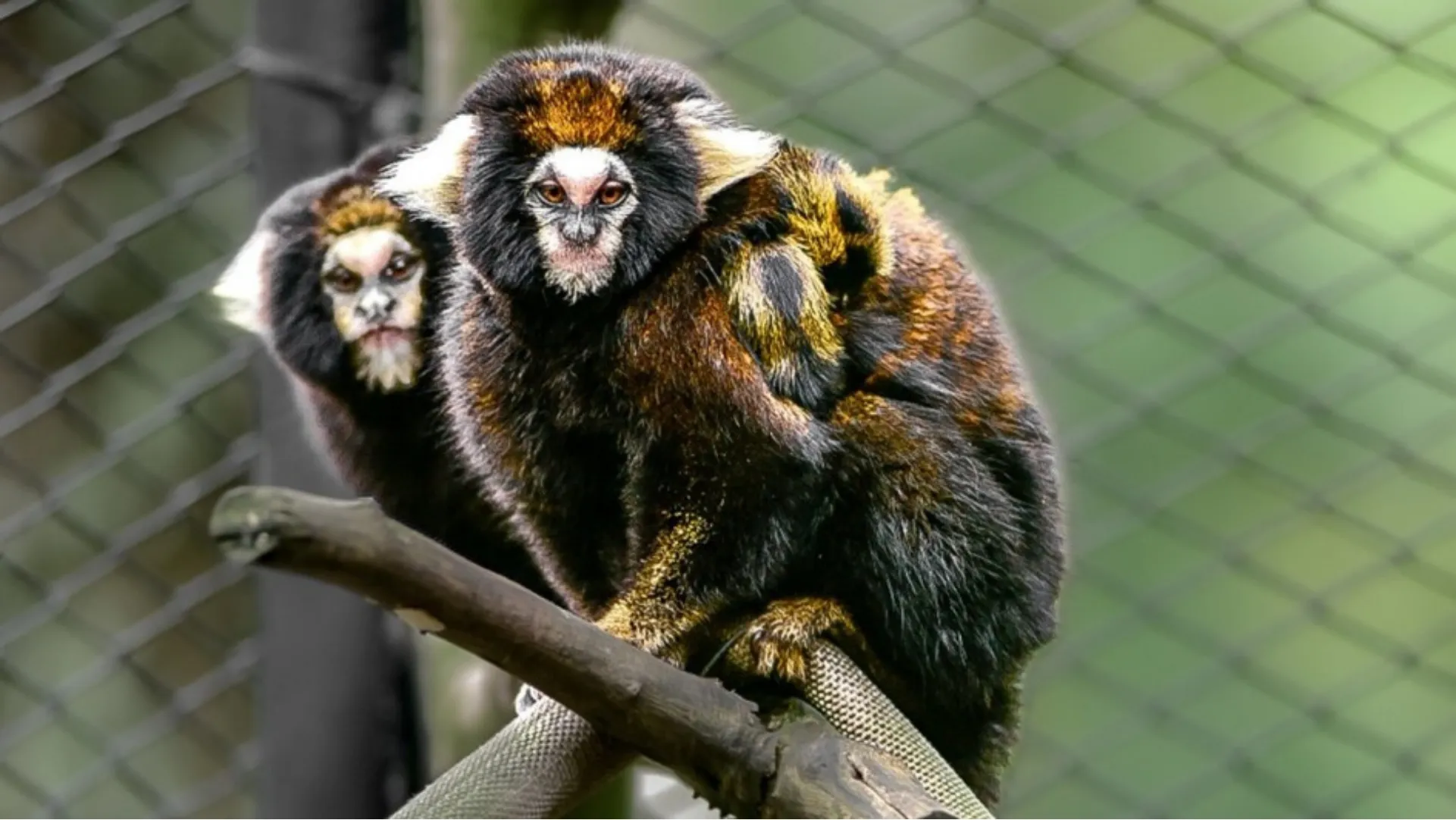 Região: Filhotes de sagui-da-serra-escuro, espécie ameaçada, nascem em zoo do RS
