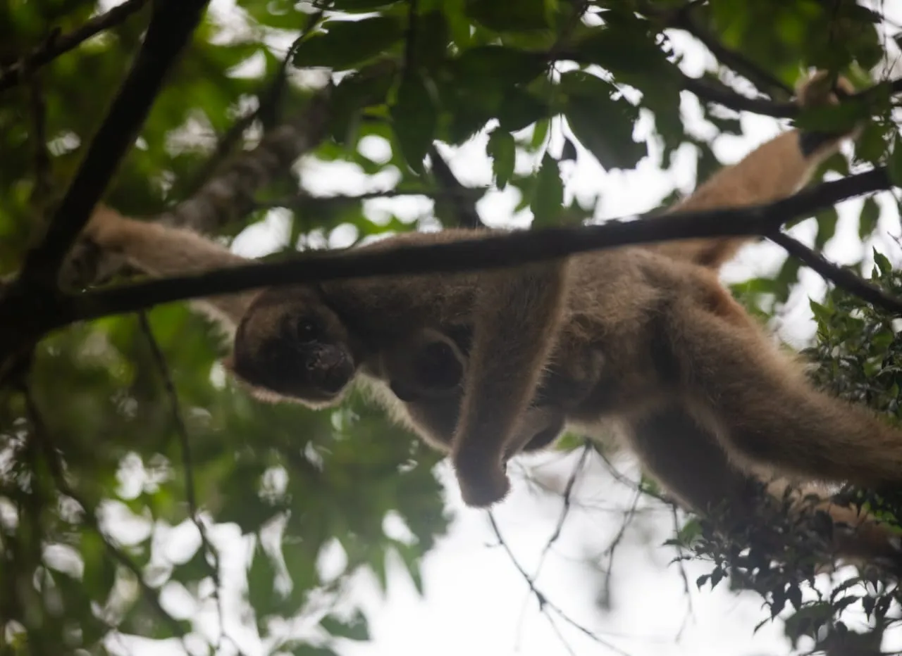 Fique por dentro: Reserva ambiental em Simonésia registra terceiro filhote de muriqui em 2026