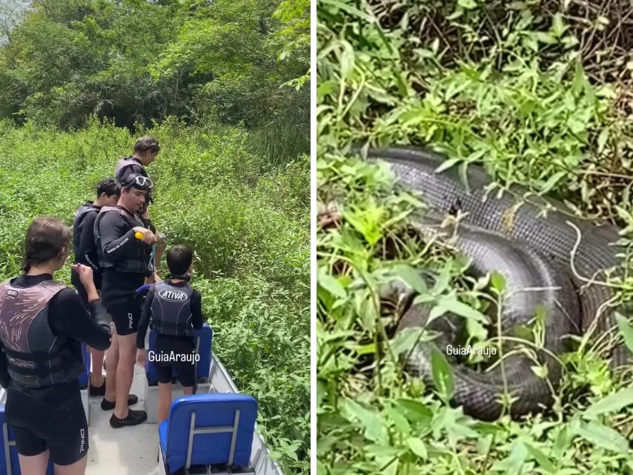 Em destaque: Sucuri de oito metros surpreende crianças durante rara aparição em rio cristalino de Bonito; veja vídeo