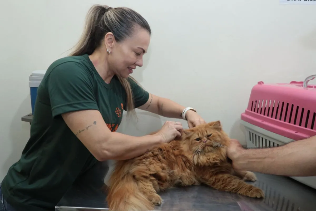 Panorama: Saiba onde conseguir consulta veterinária e castração gratuitas para cães e gatos em Campo Grande