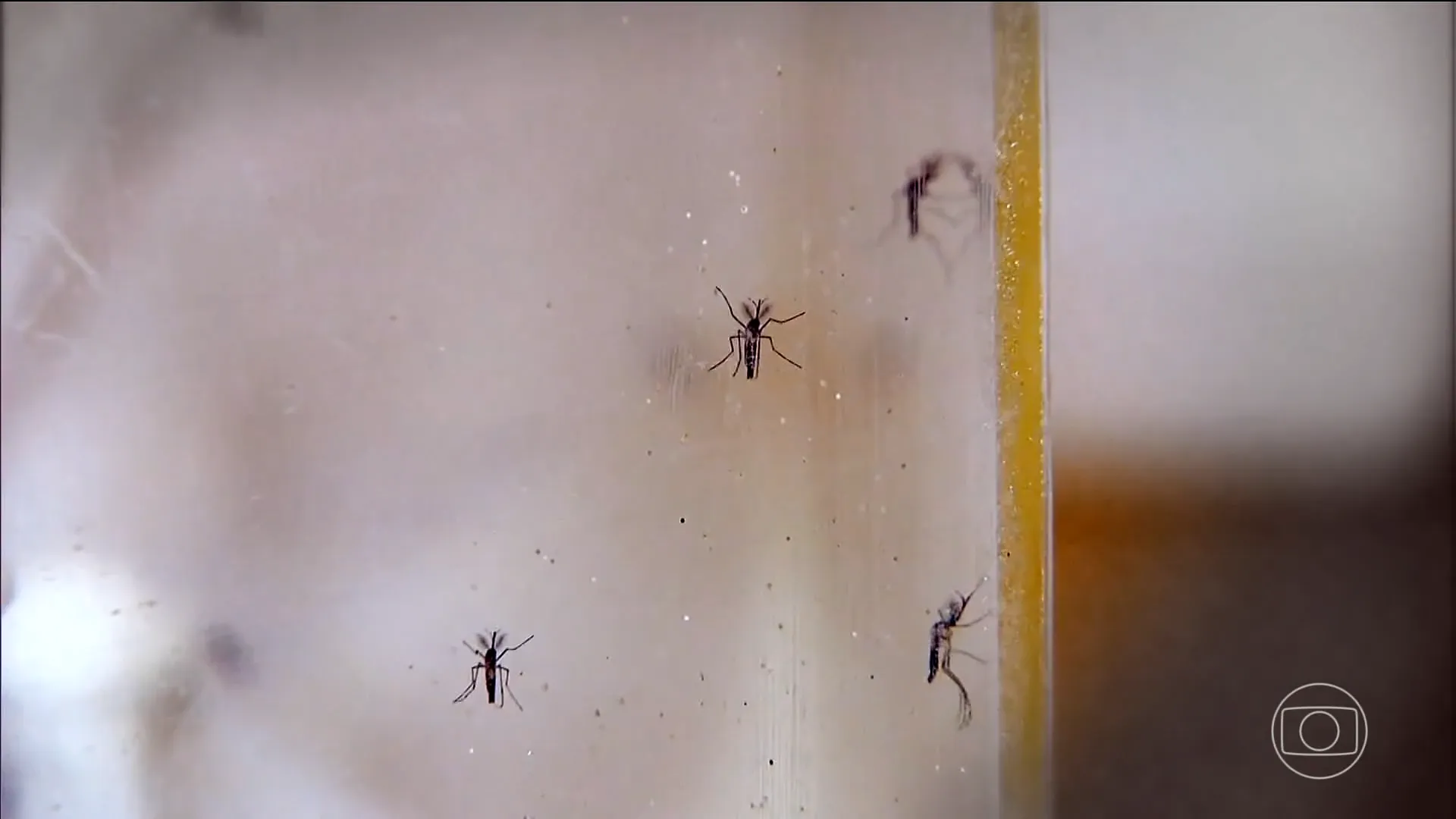 Entenda: Com alta de 29% nos registros de dengue, Taubaté concentra 4 em cada 10 casos no Vale; cidade soma 11 mortes em 2026