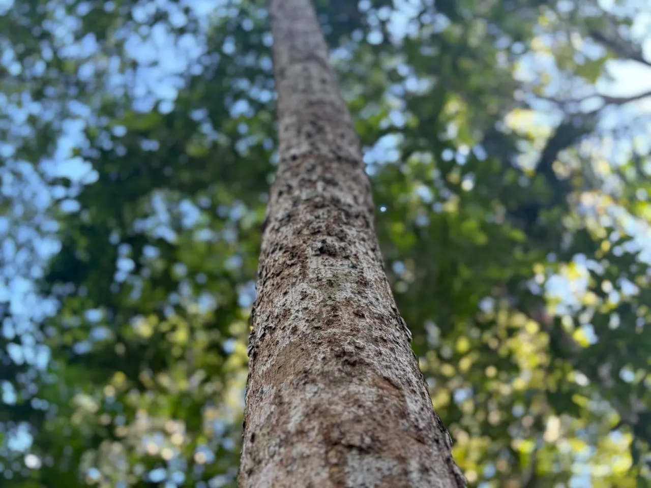 Região: Desmatamento recua 52,9% no AP em ano de menor destruição histórica na Amazônia, aponta Inpe