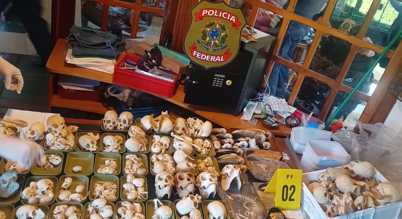 Em destaque: PF faz operação internacional contra tráfico de ovos de aves silvestres; dois investigados são presos na Espanha