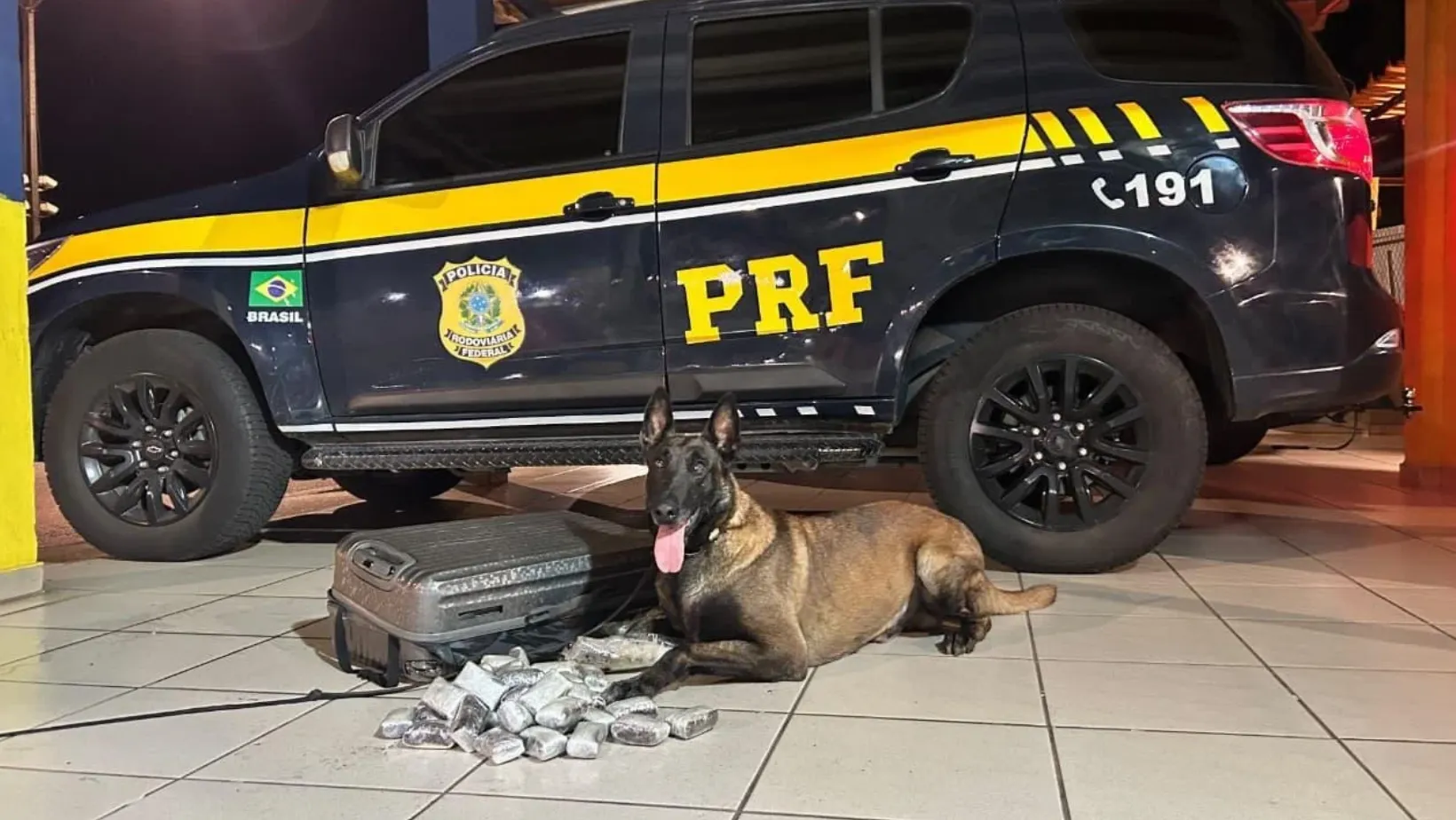 Atualização: Cães farejadores encontram 4,1 kg de haxixe escondidos em mala em ônibus na Dutra, em Caçapava