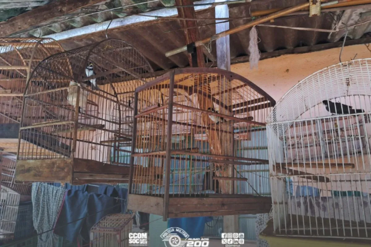 autoridades policiais resgata 42 aves mantidas em cativeiro em Registro, SP