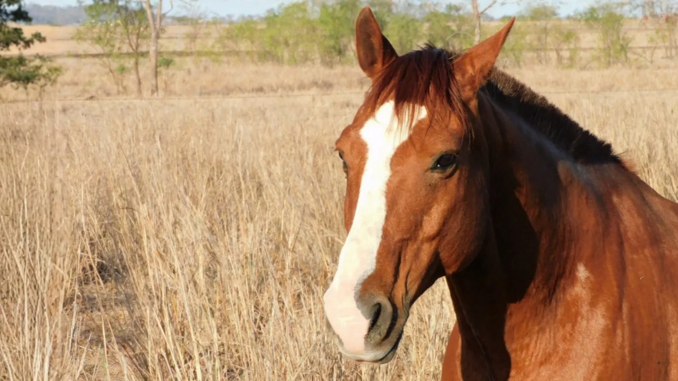 Em destaque: Cavalos voltam a ser reconhecidos como seres capazes de sentir emoções em SC; entenda
