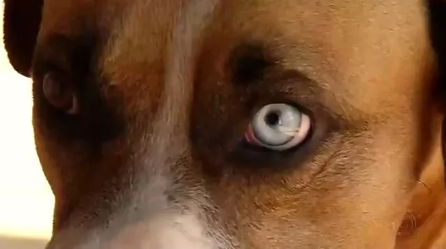 Atualização: Heterocromia em animais chama atenção pela beleza, mas é preciso ter cuidados