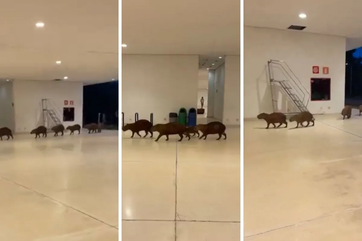 grupo de capivaras passeia pela Cidade Administrativa, sede do governo de Minas, em BH — VÍDEO