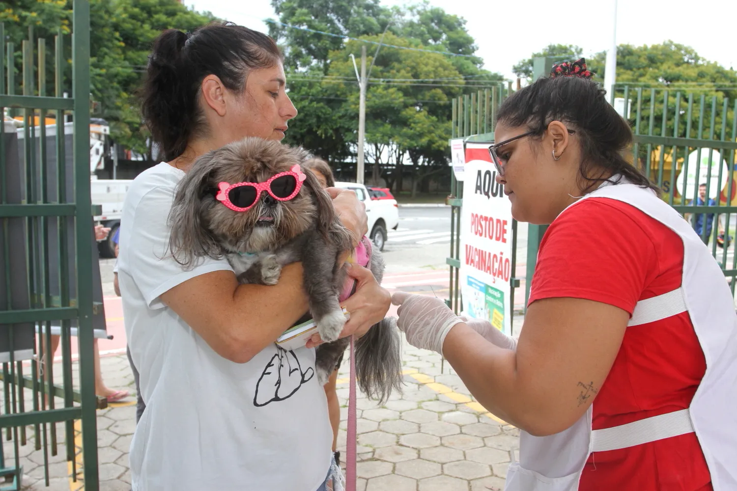 Panorama: Cães e gatos recebem vacinação emergencial após caso de raiva em morcego em Belém