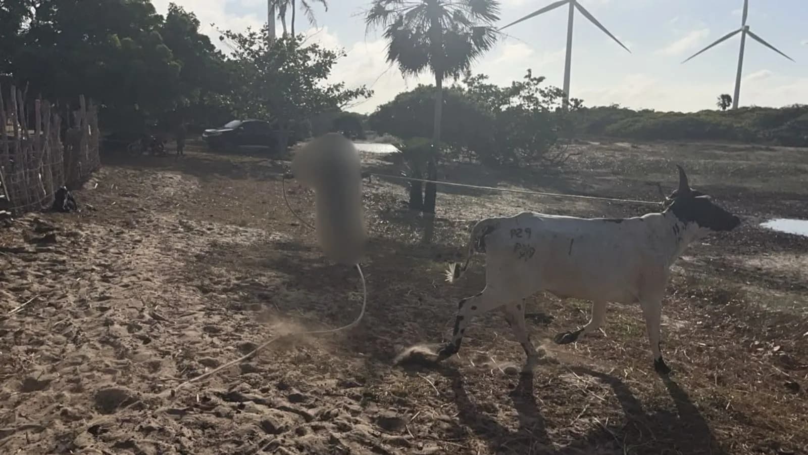Suspeitos de furto de 22 animais são presos com bovinos em curral no litoral do PI — VÍDEO