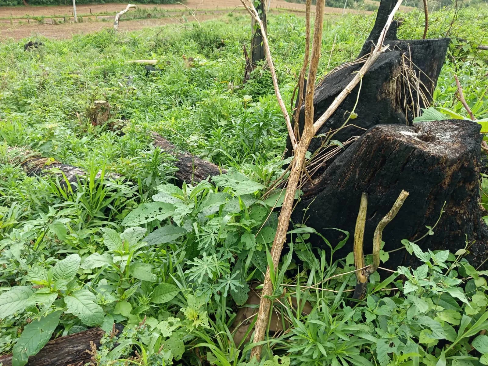 Região: Fazendeiro é multado em R$ 94 mil por derrubar e queimar florestas para abrir espaço para criação de gado, no Paraná