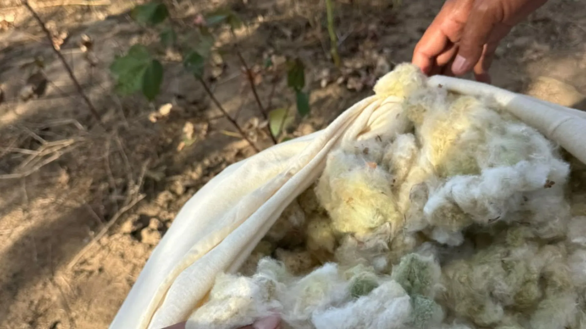 Atualização: Produção de algodão colorido verde em Itatuba, na PB, é pioneira no país e exportada para a Europa