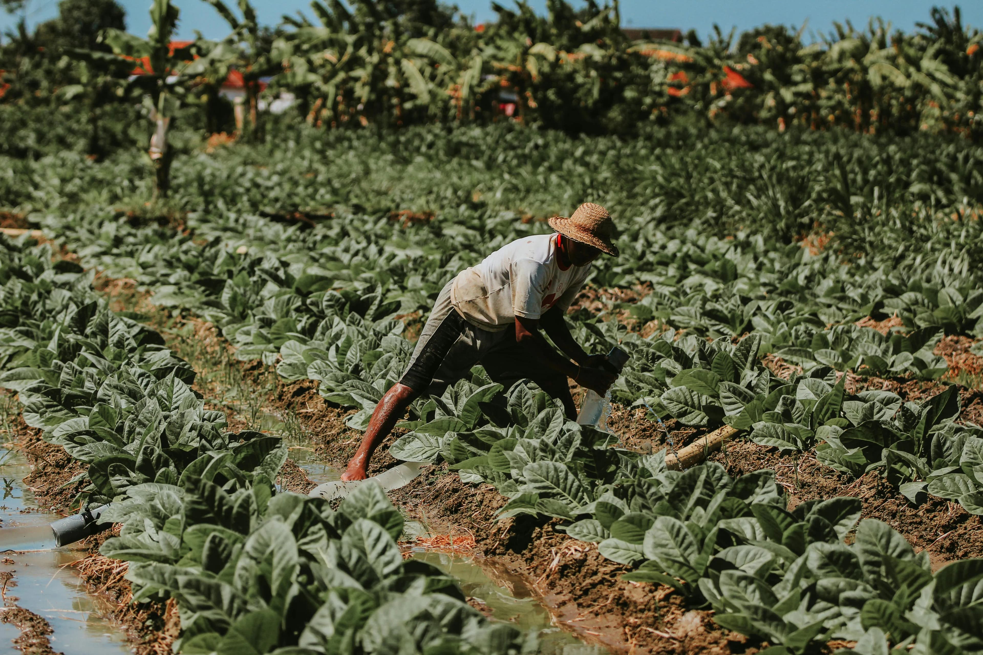 Fique por dentro: Pedidos de recuperação judicial no agro caem 20,7% no 2º trimestre
