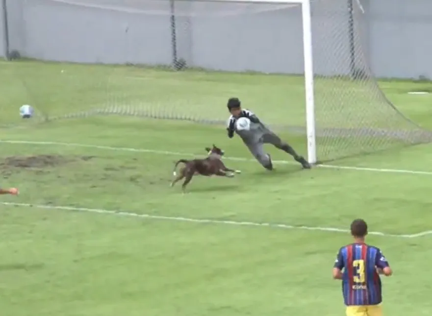 Em destaque: Cachorro invade campo e quase faz gol pelo Vasco em jogo da base; veja lance